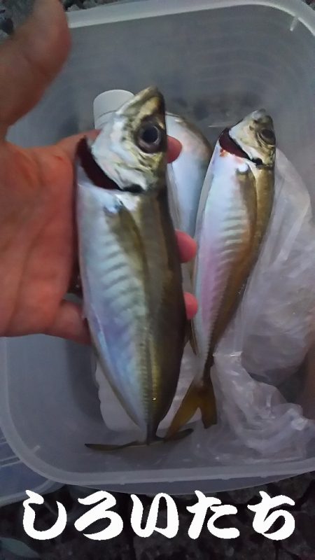 再び、アジつり。