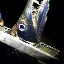 今年最後のタチウオ釣行。