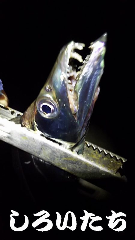 今年最後のタチウオ釣行。