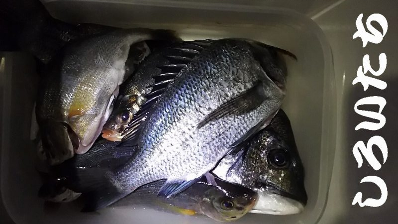 ２０２０最後の釣り。