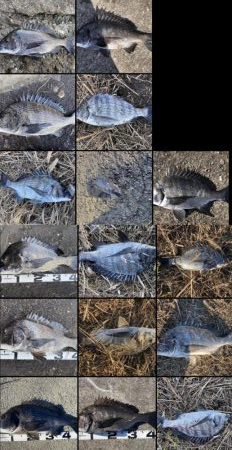 イチノ兄弟、釣果！