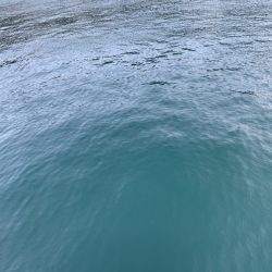 シーバスのバイト連発