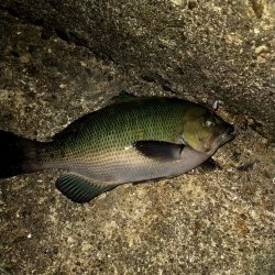 アジングのはずが