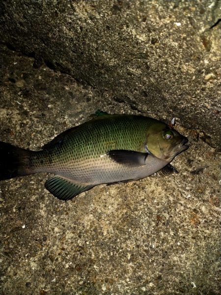 アジングのはずが