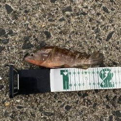 アラカブ狙いの最中、ヘダイがRIDEON！