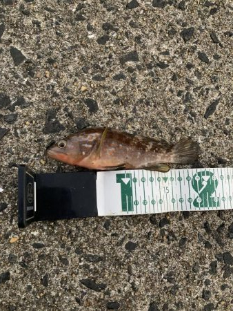 アラカブ狙いの最中、ヘダイがRIDEON！