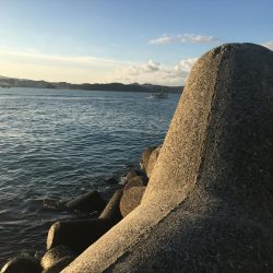 ヘダイ2匹、ベラ1匹