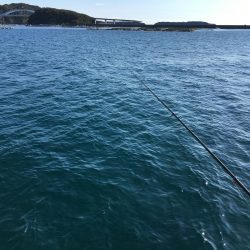 アイゴ、メッキ