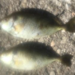 シマアジ1匹、メッキ6匹、アイゴ2匹