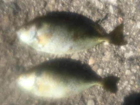 シマアジ1匹、メッキ6匹、アイゴ2匹