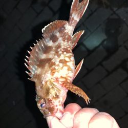 釣り納め　タチウオ好調