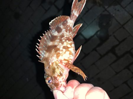 釣り納め　タチウオ好調