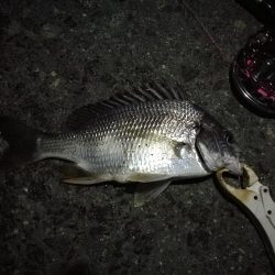 (2020/12/01 南港ヘチ釣り キビレチヌ 35㎝ ガシラ 釣果有り)