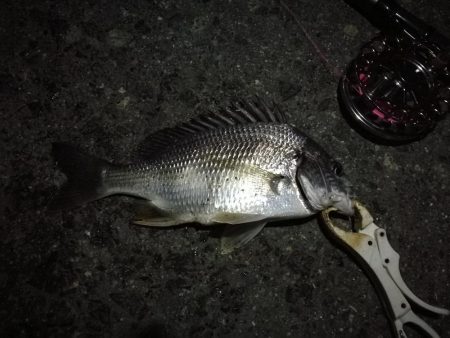 (2020/12/01 南港ヘチ釣り キビレチヌ 35㎝ ガシラ 釣果有り)