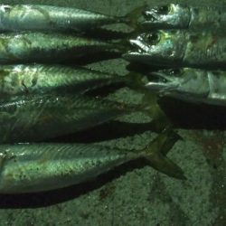 釣りデビュー　11日目