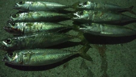 釣りデビュー　11日目