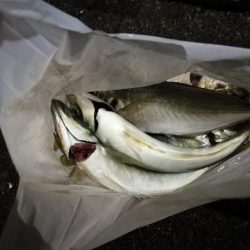(2020/12/04 南港アジング アジング釣果で 中アジ~(25㎝~)サバ 釣果有り)