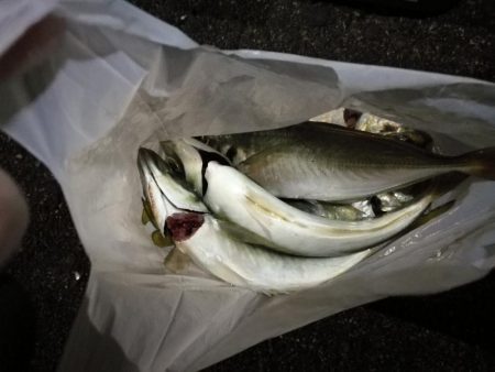 (2020/12/04 南港アジング アジング釣果で 中アジ~(25㎝~)サバ 釣果有り)