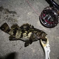 （2020/12/05 南港ヘチ釣り　 キビレチヌ41㎝ ガシラ25㎝ タケノコ 釣果有り）