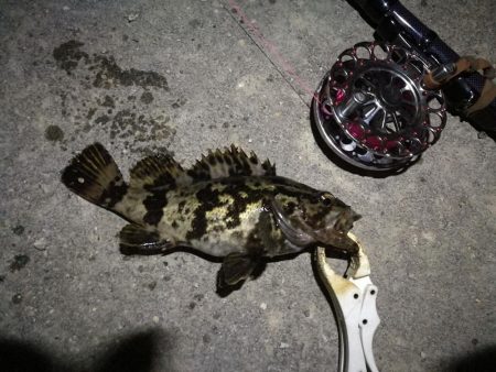 （2020/12/05 南港ヘチ釣り　 キビレチヌ41㎝ ガシラ25㎝ タケノコ 釣果有り）