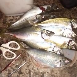 肉厚ヒラメと、でぶアジ。らっきぃ