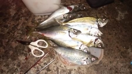 肉厚ヒラメと、でぶアジ。らっきぃ