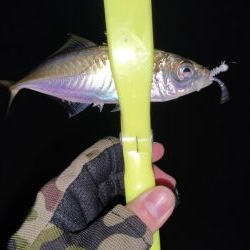 洲本アジメバリング