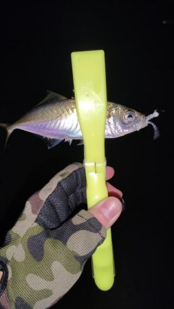 洲本アジメバリング