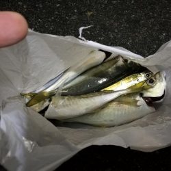 （2020/12/07 南港アジング　 アジング釣果 中アジ25㎝～ サバ 釣果有り）