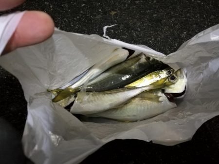 （2020/12/07 南港アジング　 アジング釣果 中アジ25㎝～ サバ 釣果有り）