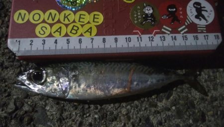 釣りデビュー　17日目