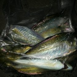 (2020/12/09 南港アジング 好釣果!アジング釣果 中アジ~(27㎝~) 釣果有り)