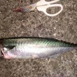 タチウオくん、まだ居たのね。ありがとう