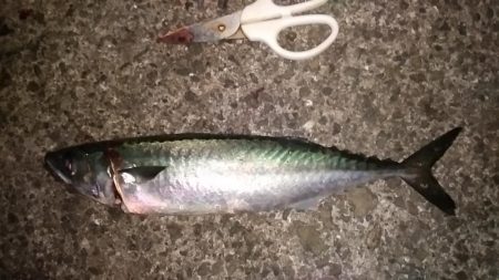 タチウオくん、まだ居たのね。ありがとう