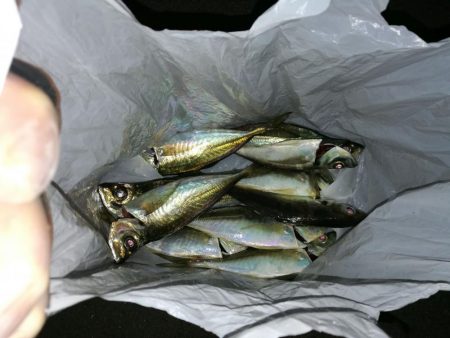 （2020/12/10 南港アジング　 絶好釣果！アジング釣果 中アジ～（28㎝～） 釣果有り）