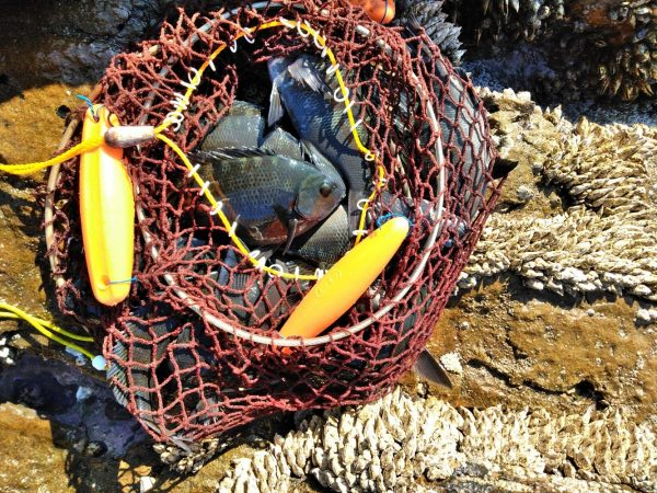 フカセ‥最高ですネ・・