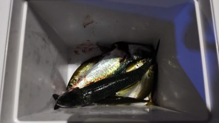 アジメバサバング