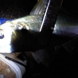 サビキで尺アジを狙う。平日の釣りはたのし