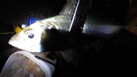 サビキで尺アジを狙う。平日の釣りはたのし