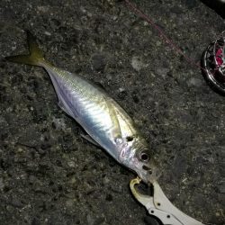 （2020/12/12 南港ヘチ釣りで五目釣り　 キビレチヌ ガシラ シーバス 黒メバル 中アジ 釣果有り）