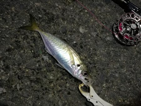 （2020/12/12 南港ヘチ釣りで五目釣り　 キビレチヌ ガシラ シーバス 黒メバル 中アジ 釣果有り）