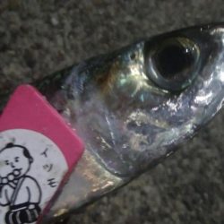 釣りデビュー 21日目