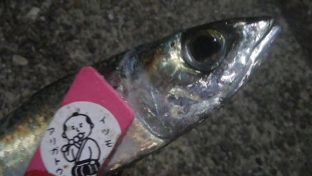 釣りデビュー 21日目