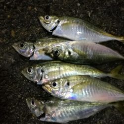 （2020/12/18 南港アジング　 強風アジング釣果 中アジ～（26㎝～）サバ 釣果有り）