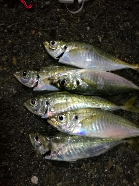 （2020/12/18 南港アジング　 強…