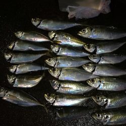 （2020/12/20 南港アジング釣果　 ついに釣れた！ 尺アジ 30㎝～ 釣果有り）