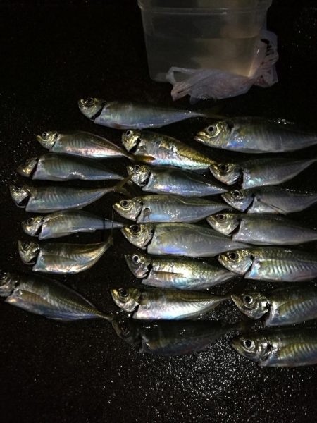 （2020/12/20 南港アジング釣果　 ついに釣れた！ 尺アジ 30㎝～ 釣果有り）