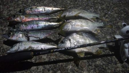 ㊗釣りデビュー　30日目