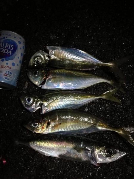 （2020/12/22 南港 爆風アジング…