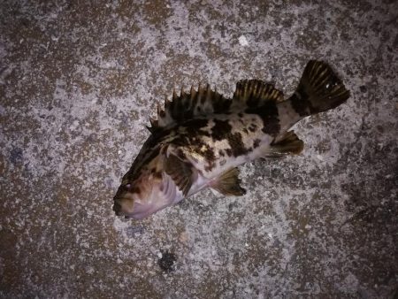 ジグ単メバリング